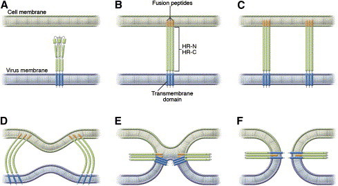 Fig. 1