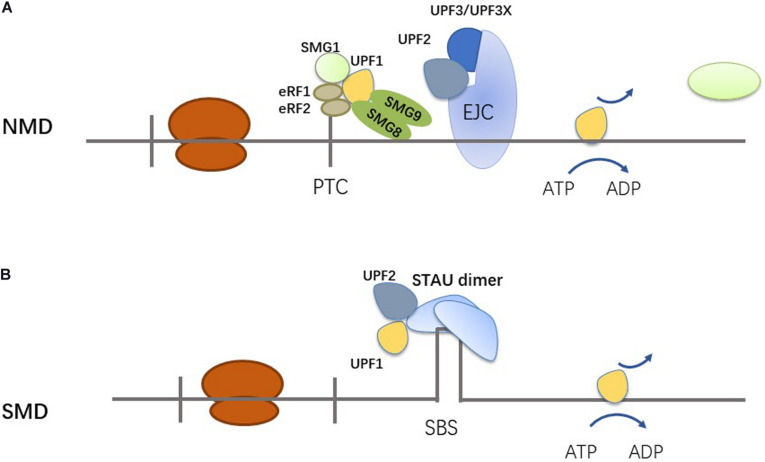 FIGURE 2