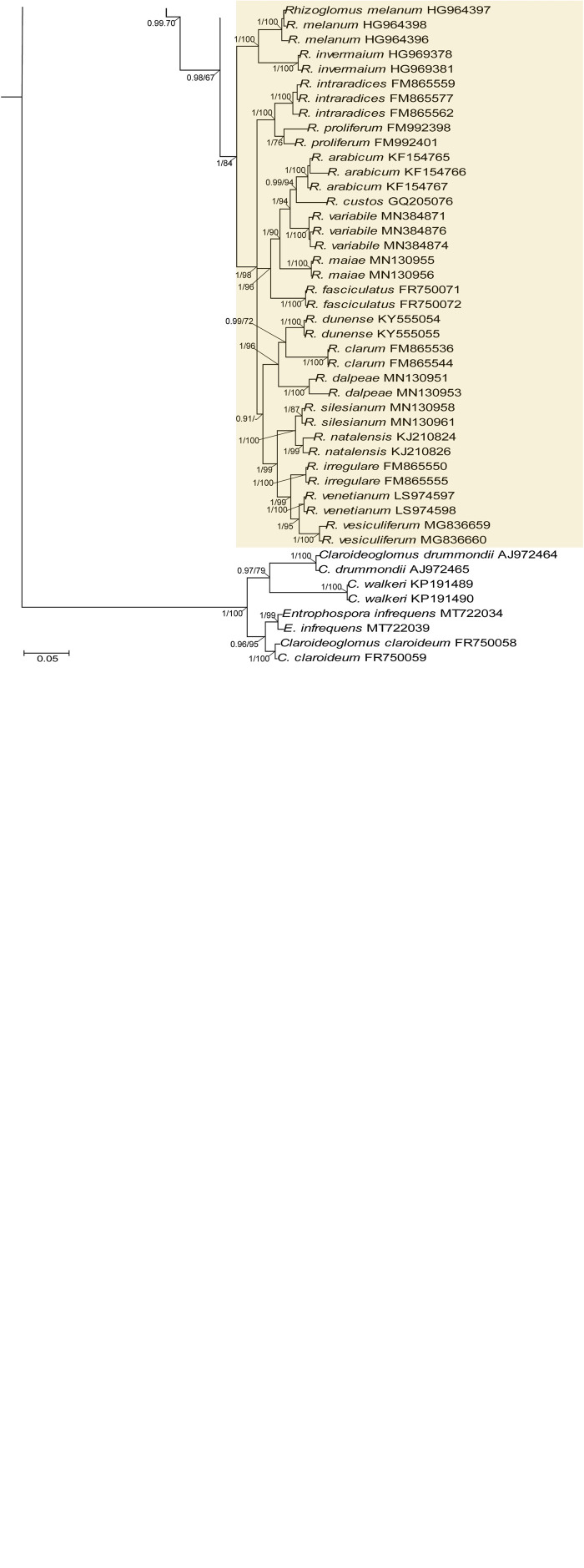 FIGURE 1