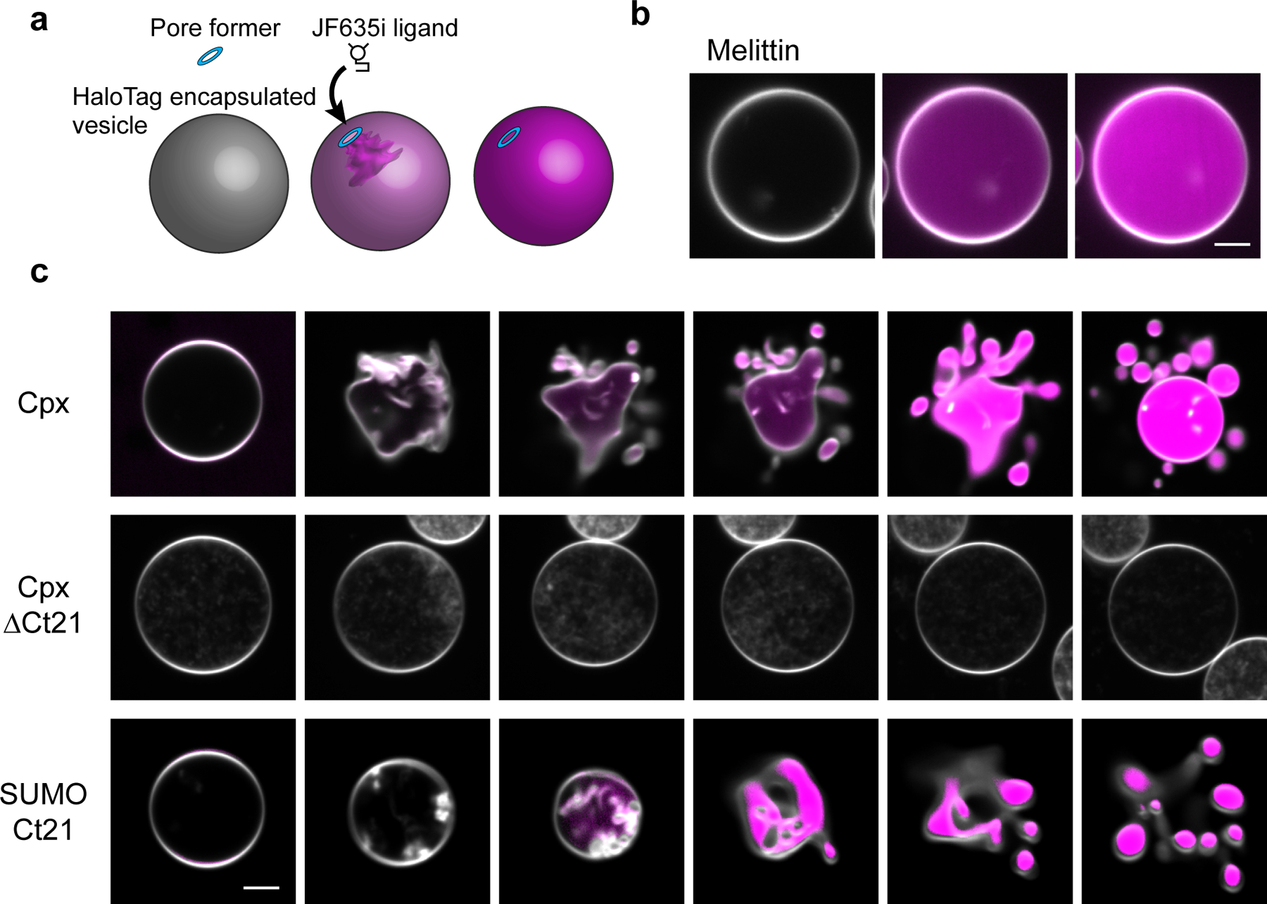 Fig 3.