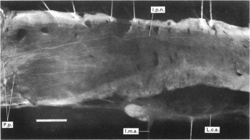 PLATE 1