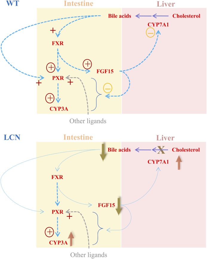 Fig. 7.