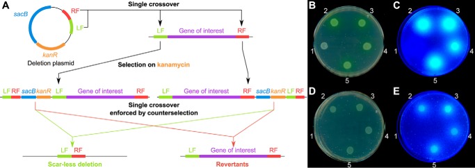 FIGURE 3.