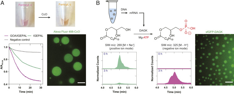 Fig. 3.