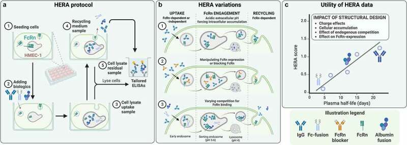 Assay overview. Cells are seeded in plates and, thereafter, biologics are added and incubated during different conditions, followed by analysis of media and cells. These results give a score that correlates with in vivo half-life of the biologic. A) HERA protocol. A plate is shown in the middle with the included steps of the assay illustrated around. 1. A well illustrating an HMEC cell with an endosome inside expressing FcRn is shown. 2. Biologics, depicted as IgG antibodies, Fab fragments, Fc fusions, and a bivalent antibody fragment, are added to the well. 3. The cell is taking up biologics, shown as a cell with an endosome containing biologics. 4. The same cell is depicted, but with the endosome releasing the biologics back to the surrounding media. To the right, a plate well illustrating an ELISA to determine the amount of biologics in the supernatant, or inside the cells, is depicted. B) Three variants of the HERA protocol. To the left, the uptake of biologics through binding to FcRn is shown. Middle, the endosome divides into a lysosome for degradation and recycling of the endosome to the cell surface. To the right, the release of FcRn-bound biologics to the surrounding area is depicted. Three versions of this are illustrated. Top panel shows the use of acidified media resulting in the accumulation and degradation of biologics in the lysosome and no or little recycling of the biologics. Middle panel shows the addition of an antibody binding with its variable region to FcRn, thereby blocking the biologics from binding. This results in the accumulation of biologics in the lysosome and no or little recycling of the biologics. Lower panel depicts various molecules competing for the binding to FcRn, leading to some being degraded and some being recycled. C) A schematic graph illustrating that the score from the HERA assay (y-axes) correlates to the half-life in vivo (x-axes). IgG is in the top right, and IgG with a half-life of above 20 days is shown. In the lower left end, aN Fc-fusion biologic with a half-life of 5 days is depicted. A legend with the various biologics included in the figure, depicted as IgG antibodies, Fab fragments, Fc fusions, and a bivalent antibody fragment, are shown at the bottom.