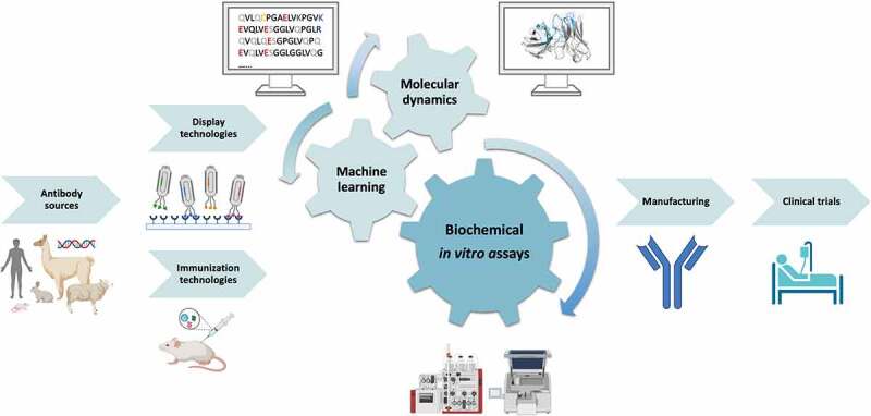 A flow chart with antibodies originating from different sources being analyzed with various assay during the development of biologics. As the first step in the development of biologics, we present different sources of antibodies, i.e., human, mouse, rabbit, llama, sheep, and DNA. Then, we suggest two antibody discovery pathways, namely display technologies and immunization technologies. To represent the display technology, we provide a schematic showing antibodies displayed on phages binding to antigen, while for the immunization technologies, we show immunization of a mouse as an example. We then depict the critical steps in developing biologics, predicting/determining biophysical properties, by different sized gears. The central gear represents the biochemical in vitro assays, while molecular dynamics and machine learning based strategies are illustrated as two smaller gears. As part of the biochemical in vitro assays, we show instruments used for screening, such as HPLC and PCR. In silico tools are outlined by a computer screen showing both structure and sequence-based antibody characterizations. The next step is the manufacturing section showing the final product, which shows a schematic representation of an antibody (blue) as the final product. The manufacturing process is followed by clinical trials, depicted as a patient in bed.