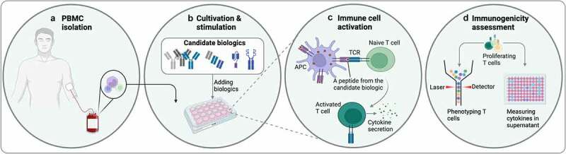 Assay overview. Cells are taken from a human and seeded in plates, biologics are added, and, thereafter, cells and surrounding media are analyzed. A flowchart of a T cell assay to assess immunogenicity is depicted. In the first step, blood is drawn from a human, and cells in the blood sample are highlighted and taken to the next step. Then cells are seeded in a plate. Different biologics are depicted as IgG antibodies, Fab fragments, Fc fusions, and a bivalent antibody fragment, and added to the cell-containing plate. Next, to the left, an antigen-presenting cell (purple) is depicted with an MHC-molecule displaying a peptide from the candidate biologics to a naïve T cell (bright green) on the right. Below is an activated T cell (dark green) that secretes cytokines. In the last step, multiple T cells are shown at the top, and the sample is divided into two, namely the cells that are phenotyped by flow cytometry to the left; whereas the supernatant, analyzed for cytokines, is illustrated by a plate to the right.