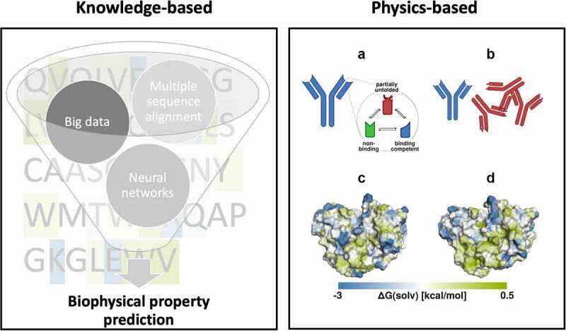 On the left, a funnel showing various knowledge-based approaches and used to predict the developability properties of biologics. To the right, antibodies with different folding and hydrophobicity illustrate examples of physics-based properties important for the developability. Sequence and structure-based approaches to characterize the biophysical properties of antibodies. On the left, a funnel is depicted containing circles highlighting the critical steps in predicting biophysical properties from sequences (in the background), such as big data, neuronal networks, and multiple sequence alignments. On the right, the physics-based approaches are represented by a schematic representation of the different conformational states an antibody can adopt, such as the partially unfolded (red), the non-binding (green) and the binding competent state (blue) A). B) The unfolded antibodies (red) are shown as aggregates. C) and D) show antibody surfaces of the same antibody colored by their surface hydrophobicity. The areas of high surface hydrophobicity differ with different conformations.