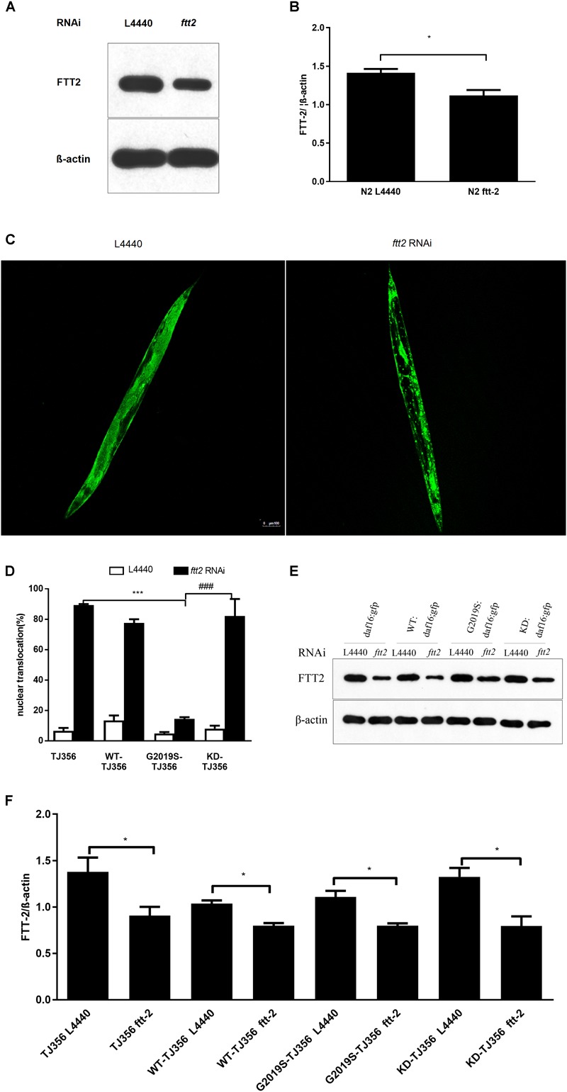 FIGURE 3