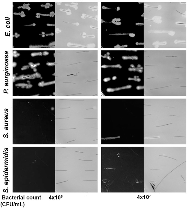 FIGURE 4