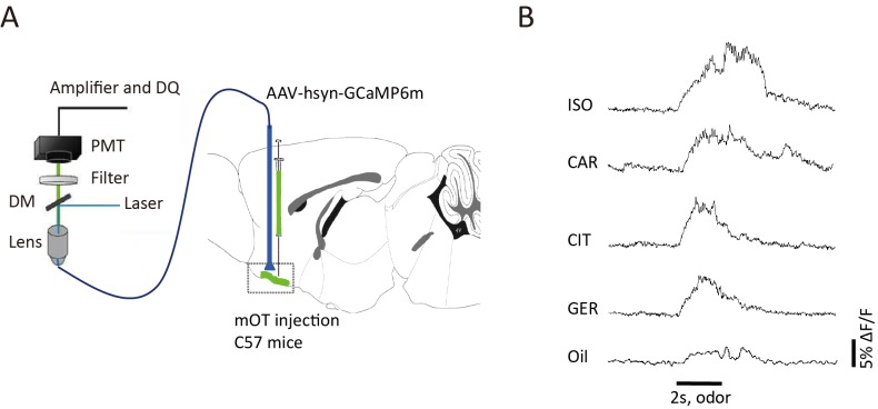 Figure 2—figure supplement 2.