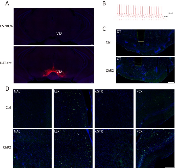 Figure 3—figure supplement 1.