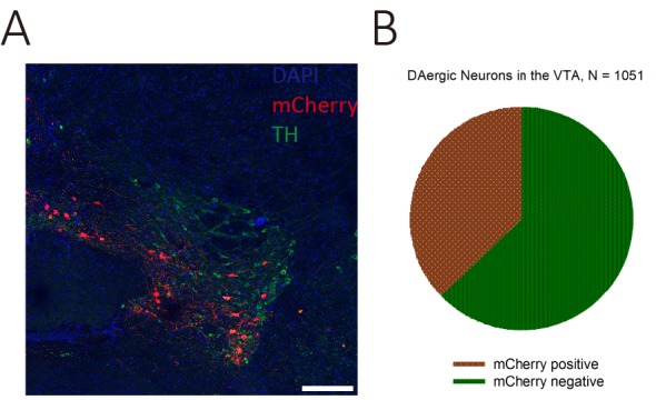 Figure 7—figure supplement 1.