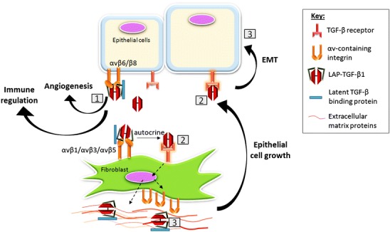 Graphical Abstract