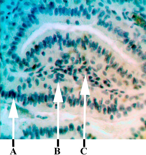 Fig. 3.