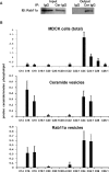 FIGURE 5: