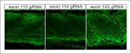 Figure 4—figure supplement 1.