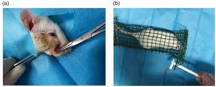 Figure 1.