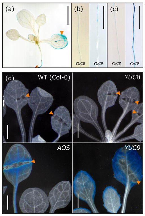 Figure 7