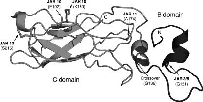 FIG. 1.