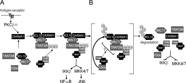 Fig 11