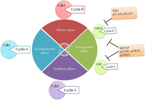 Fig. 2