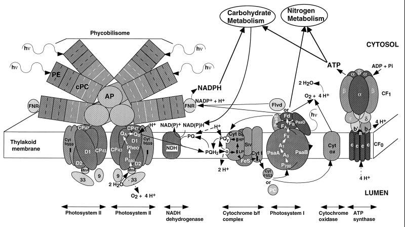 FIG. 1