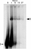 Fig. 5.