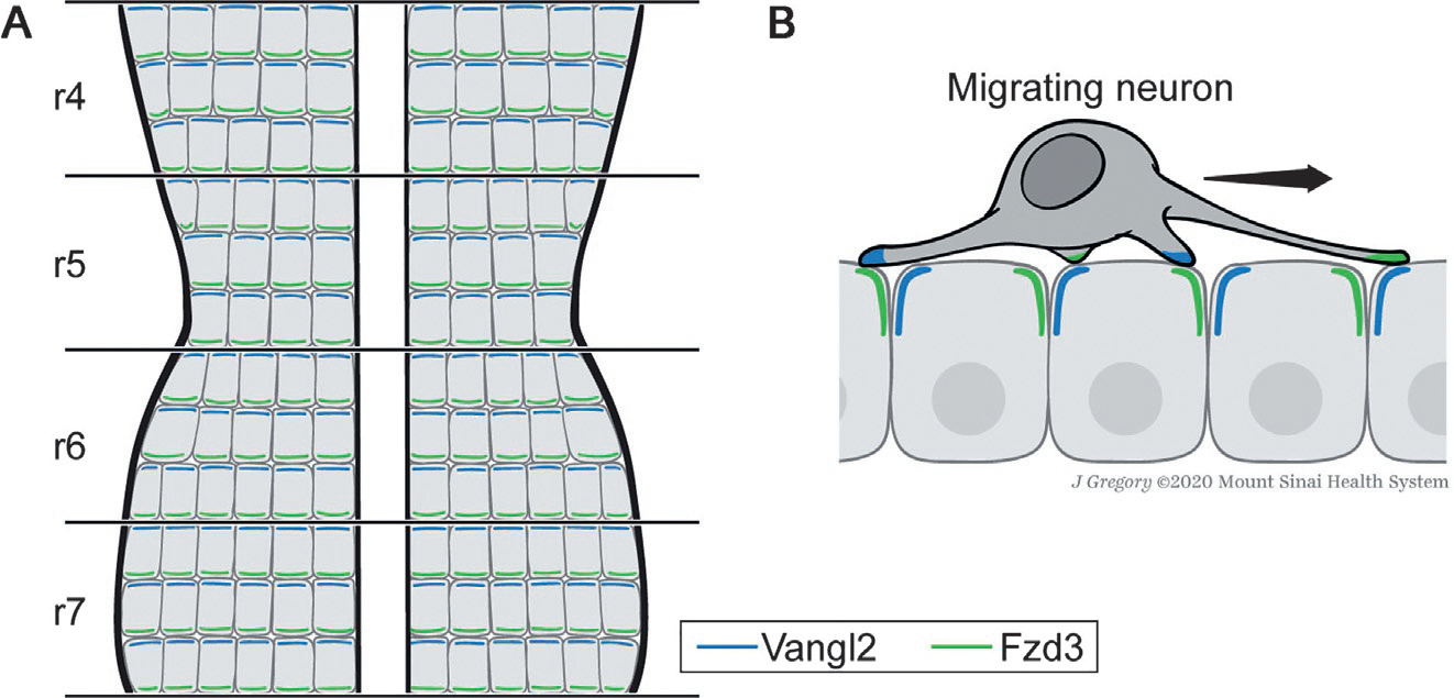 Fig. 5