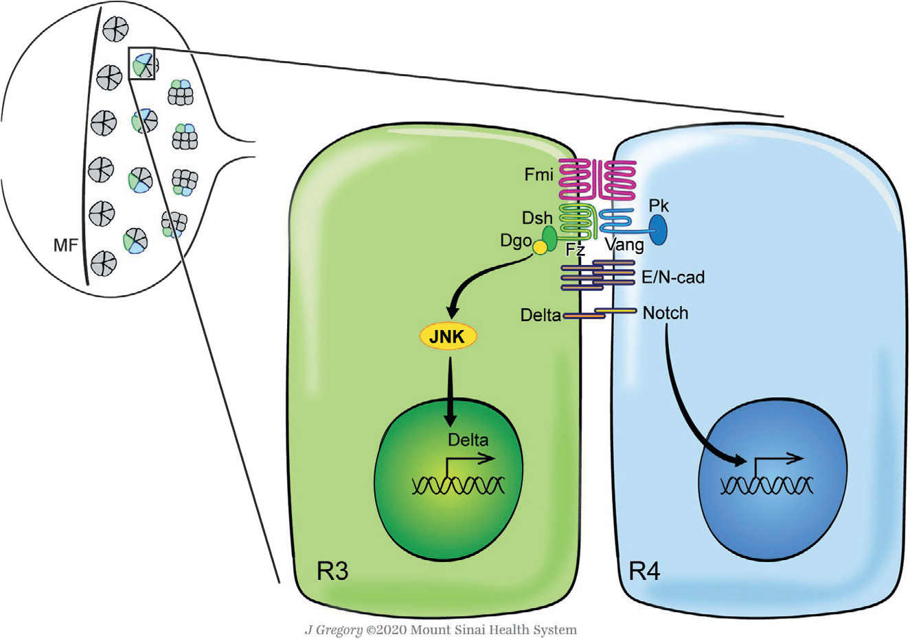 Fig. 2