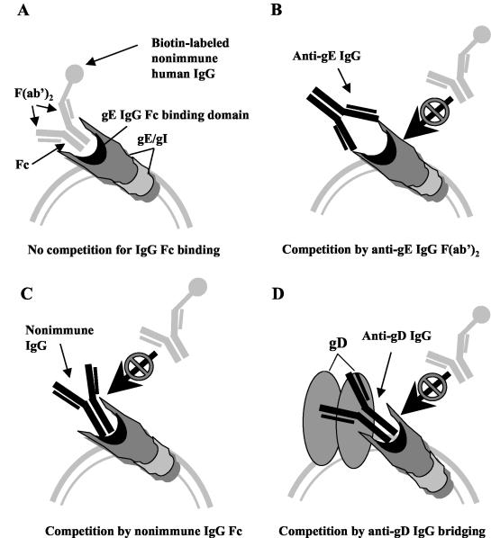 FIG. 1.