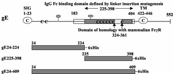 FIG. 2.