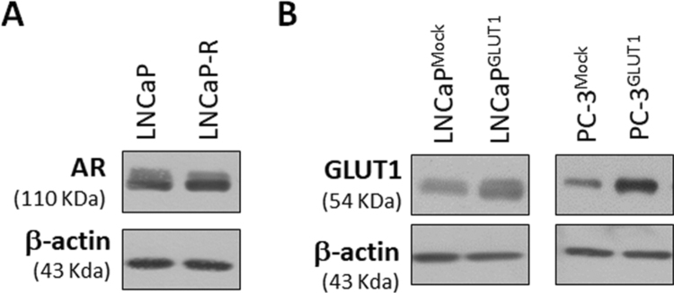 Fig. S1