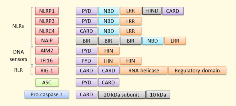 Fig. 3