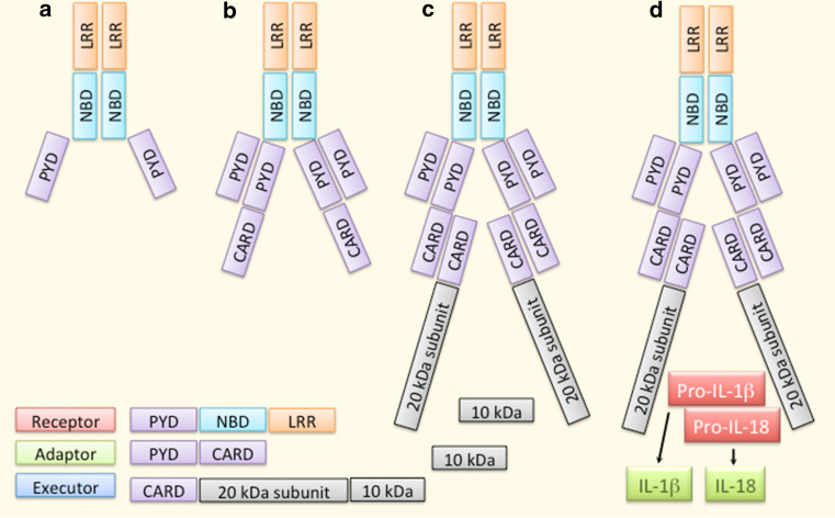 Fig. 4