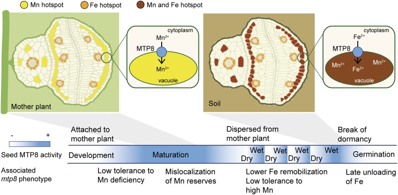 Figure 11.