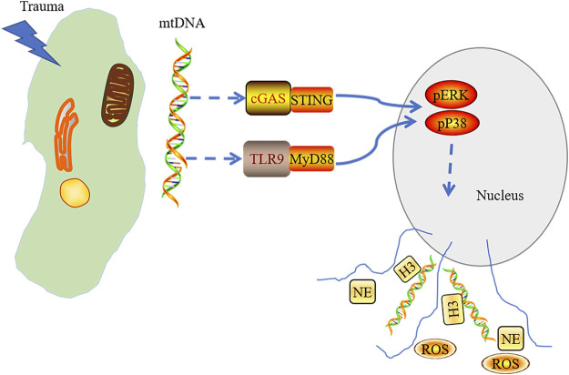 FIGURE 2