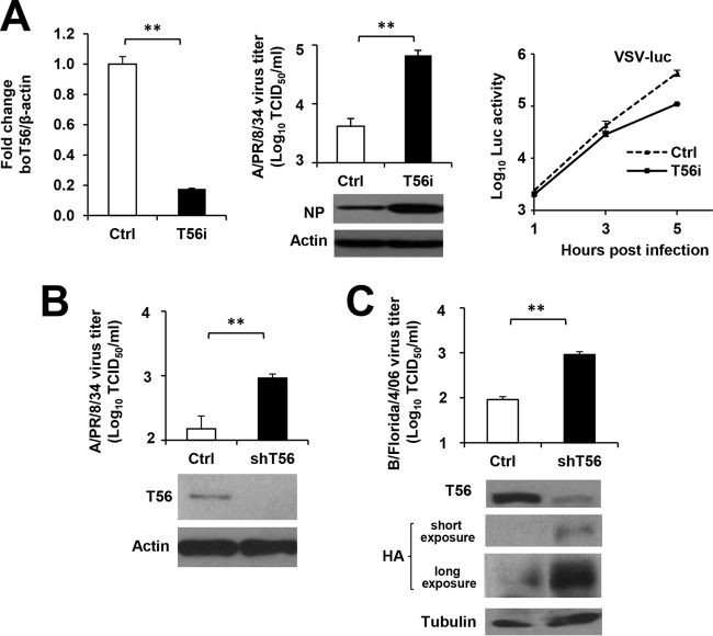 FIG 2