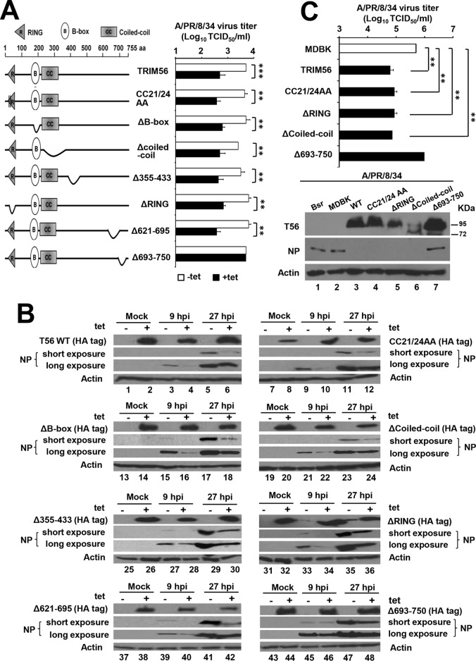 FIG 3