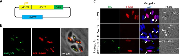 FIG 3