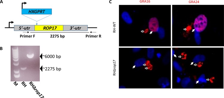 FIG 2