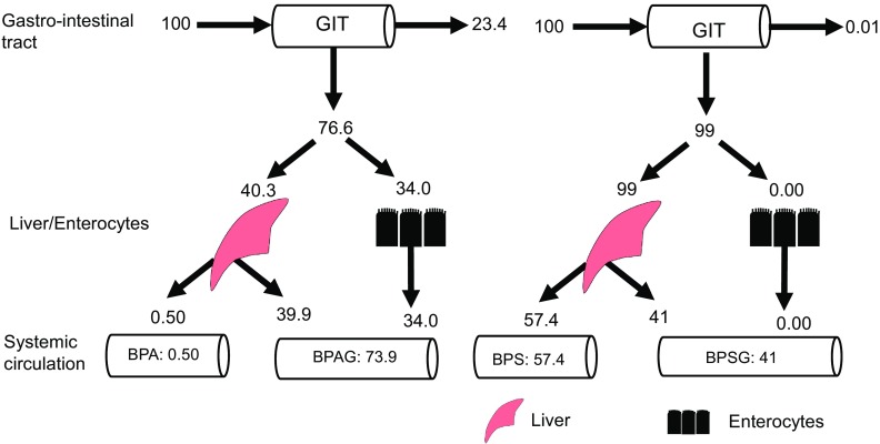 Figure 4 is a flow model studying the fate of BPA and BPS doses.