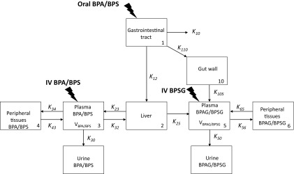 Figure 1A is a flow model studying BPA and BPS.