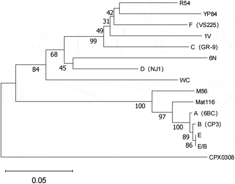 Chlamydia psittaci: A zoonotic pathogen causing avian chlamydiosis and ...