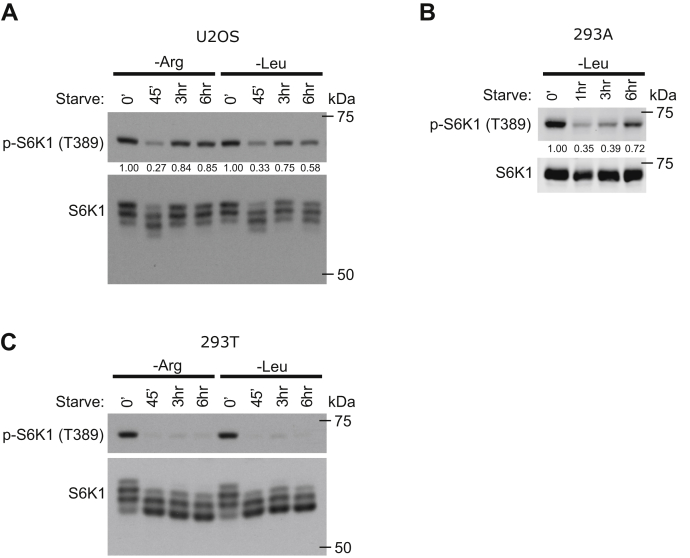 Figure 2