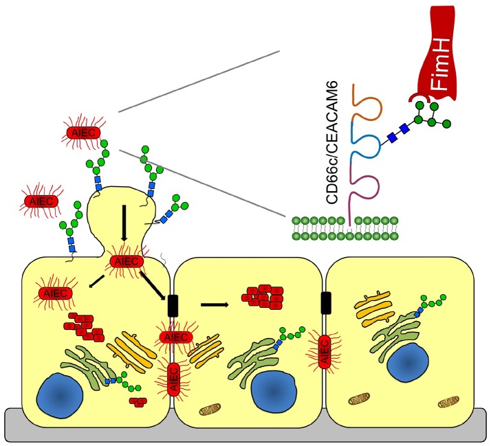 Graphical Abstract