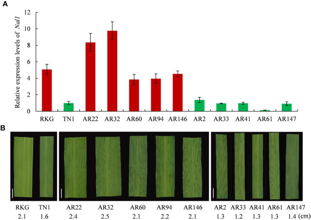 Figure 7