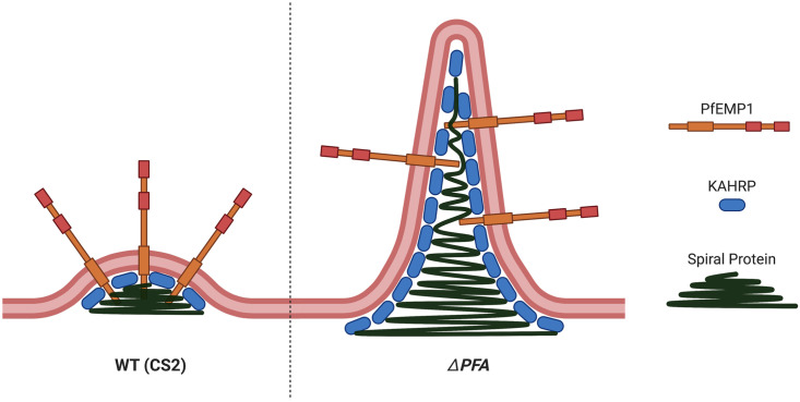 Fig 7