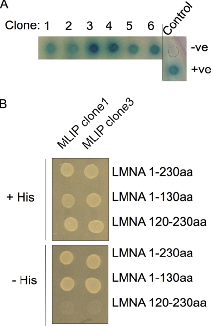 FIGURE 1.