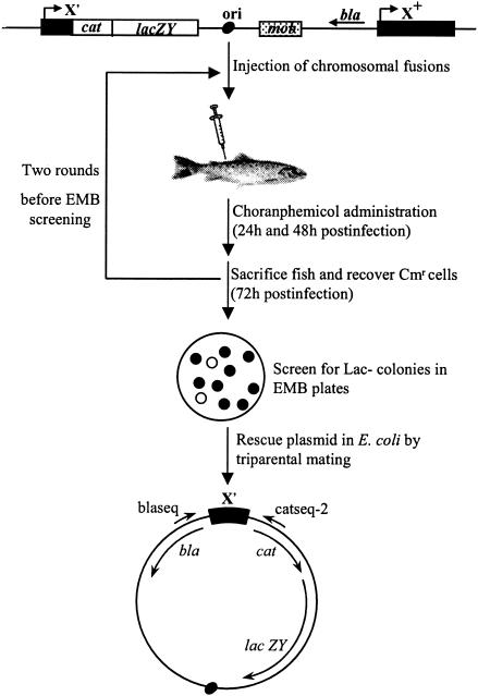 FIG. 1.